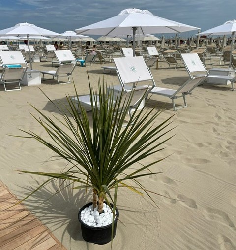 hotel con spiaggia privata milano marittima, bagno giuliano 247 ombrelloni distanziati, aperitivo in spiaggia, animali ammessi