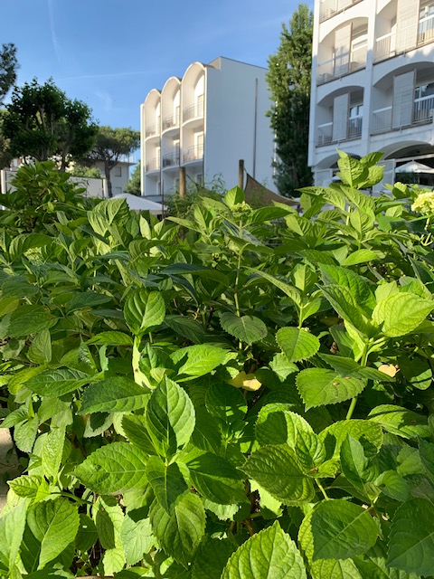 orto e giardino esterno hotel saraceno milano marittima