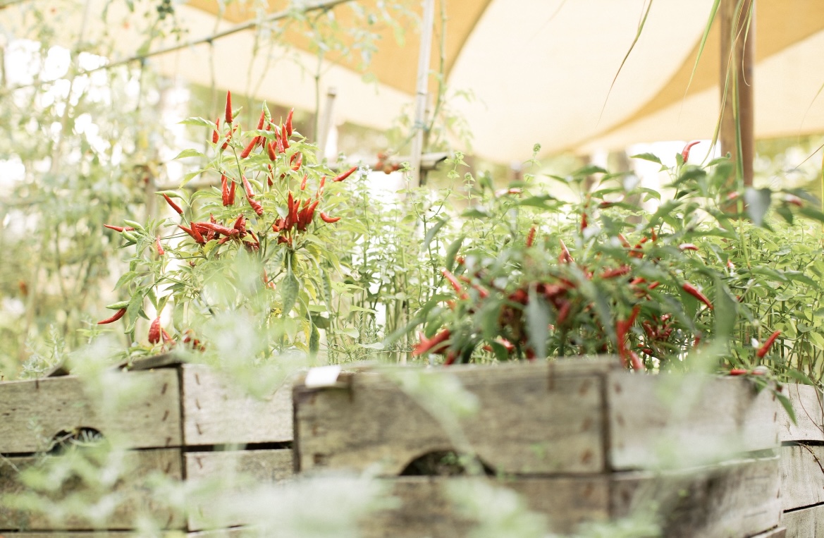 hotel saraceno 4 stelle milano marittima orto e giardino